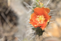Opuntia schumannii