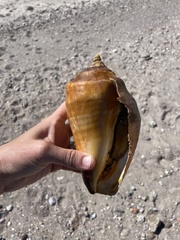 Titanostrombus galeatus