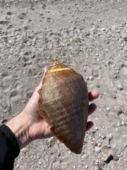 Titanostrombus galeatus