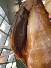 Titanostrombus galeatus