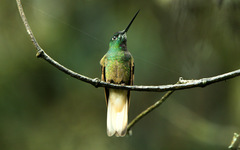 Coeligena violifer albicaudata