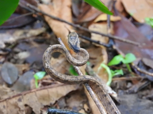 Pareas carinatus