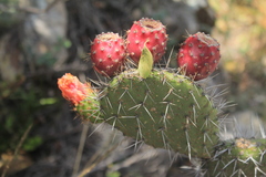 Opuntia schumannii