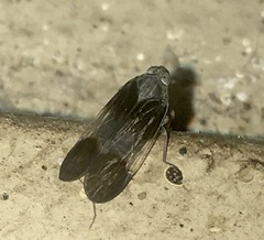 Melanoliarus dimidiatus