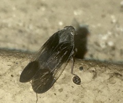 Melanoliarus dimidiatus