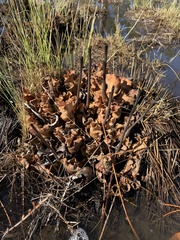 Sarracenia purpurea venosa