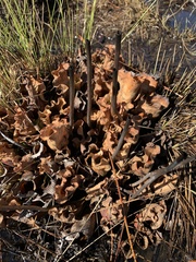 Sarracenia purpurea venosa