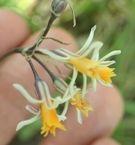 Tulbaghia leucantha Baker