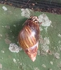 Lissachatina fulica