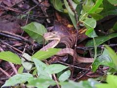 Pareas carinatus