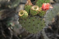 Opuntia schumannii