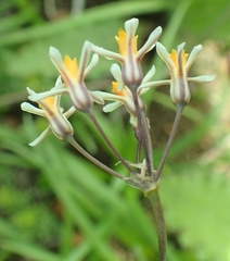 Tulbaghia leucantha