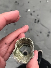 Semibalanus cariosus