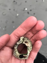 Semibalanus cariosus