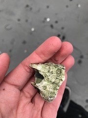 Semibalanus cariosus