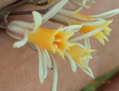 Tulbaghia leucantha