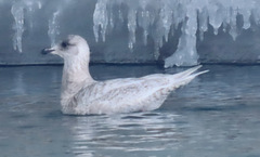 Larus glaucoides