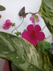 Kohleria amabilis