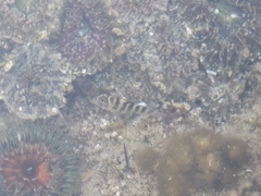 Abudefduf declivifrons