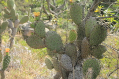 Opuntia schumannii