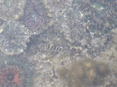 Abudefduf declivifrons