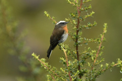 Ochthoeca rufipectoralis