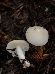 Hygrophorus subaustraligus