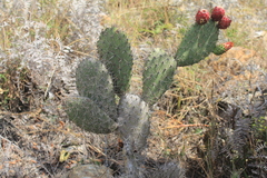 Opuntia schumannii