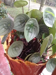 Peperomia argyreia