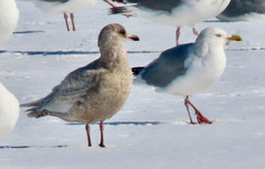 Larus glaucoides