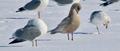 Larus glaucoides