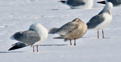 Larus glaucoides