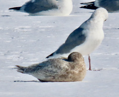 Larus glaucoides