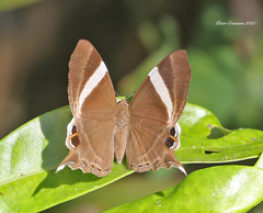 Abisara neophron