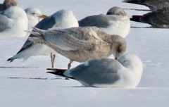 Larus glaucoides