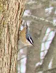 Sitta canadensis