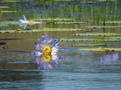 Nymphaea gigantea