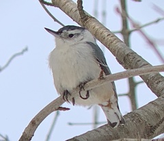 Sitta carolinensis