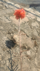 Kalanchoe delagoensis