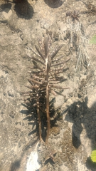 Kalanchoe delagoensis