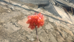Kalanchoe delagoensis