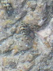 Abudefduf declivifrons