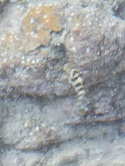 Abudefduf declivifrons