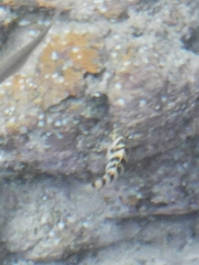 Abudefduf declivifrons