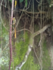 Labeninae