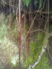 Labeninae