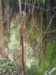 Labeninae