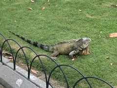 Iguana iguana