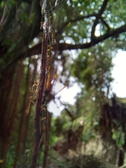 Labeninae