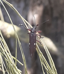 Rhinotia bidentata